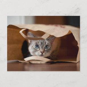 Kitten in Grocery Bag Briefkaart