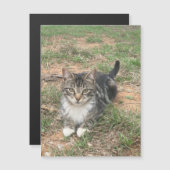 Kitten in het gras (Voorkant / Achterkant)