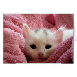 Kitten in Roze