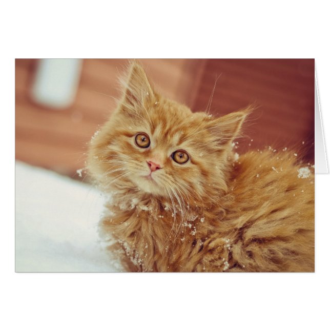 Kitten in sneeuw (Voorkant Horizontaal)