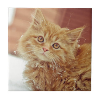 Kitten in sneeuw tegeltje