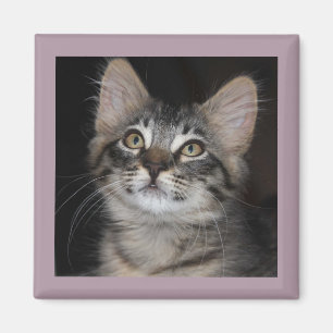 Kitten Innocence Magnet Magneet