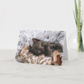 Kitten Kaart (Voorkant)