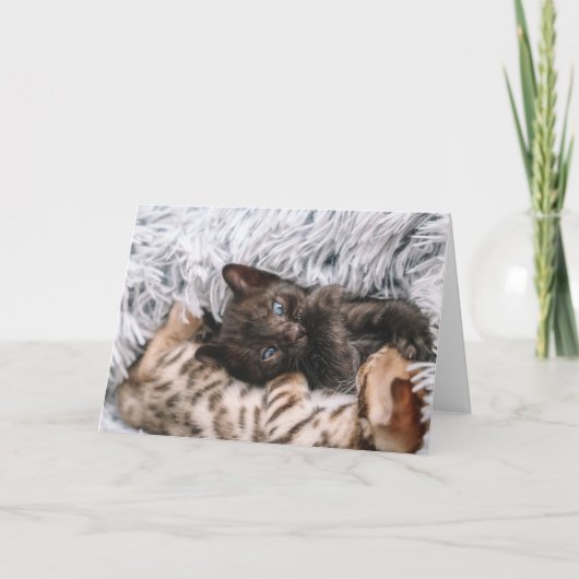 Kitten Kaart (Voorkant)