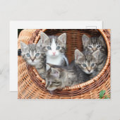 Kitten Kitty Cat Cute Fun Briefkaart (Voorkant / Achterkant)