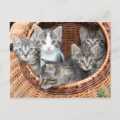Kitten Kitty Cat Cute Fun Briefkaart (Voorkant)