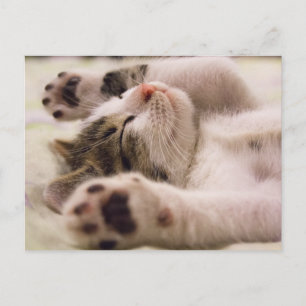 Kitten Kitty Cat Cute Fun Postcard Briefkaart