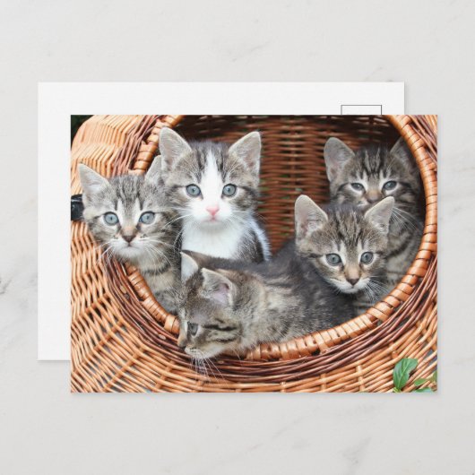 Kitten Kitty Chat jolie carte postale (Devant / Derrière)