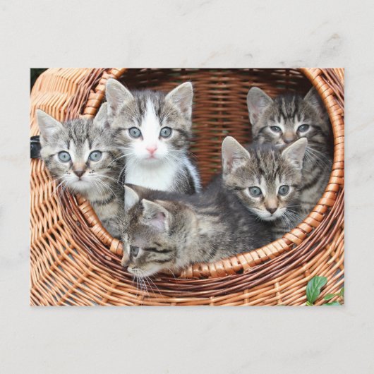 Kitten Kitty Chat jolie carte postale (Devant)