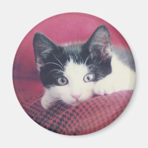 Kitten Koelkast Magnet Magneet