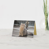 Kitten Love Kaart (Voorkant)