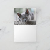 Kitten Love Kaart (Binnen)