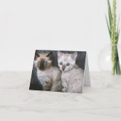 Kitten Love Kaart (Voorkant)