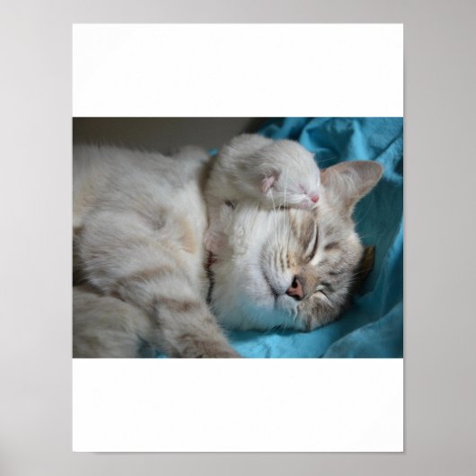 Kitten Love Poster (Voorkant)