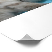 Kitten Love Poster (Hoek)