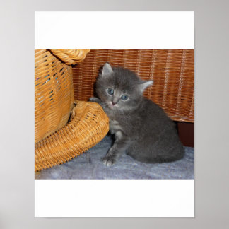 Kitten Love Poster