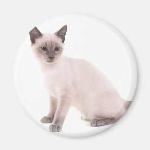 kitten magneet