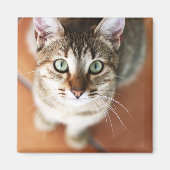 Kitten Magneet (Voorkant)