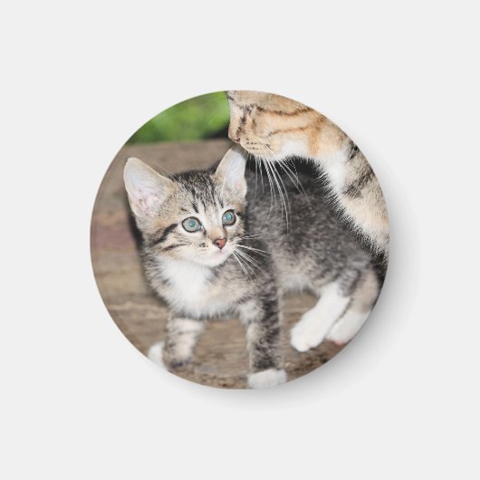 Kitten Magneet (Voorkant)