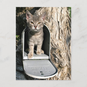 Kitten mail briefkaart