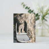 Kitten mail briefkaart (Staand voorkant)