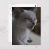 Kitten Medue Briefkaart (Voorkant / Achterkant)
