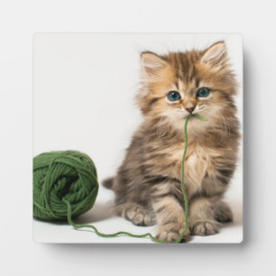 Kitten Met Groene Draad Fotoplaat