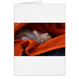 Kitten Newborn- volledig 