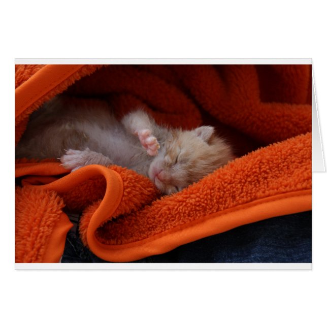 Kitten Nouveau-né - Entièrement personnalisable (Devant horizontal)