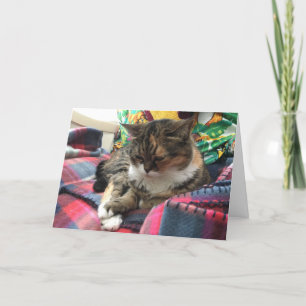 kitten obtenir carte de puits #2