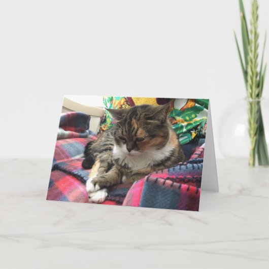 kitten obtenir carte de puits #2 (Devant)