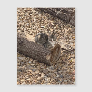 Kitten op een log