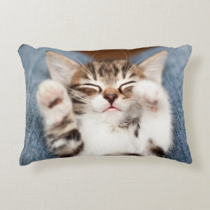 Kitten op mijn lab accent kussen