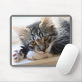 Kitten op Muismat voor Windows (Met muis)