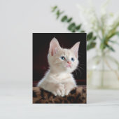 KITTEN: OPENBARE MOMENT ~ BRIEFKAART (Staand voorkant)