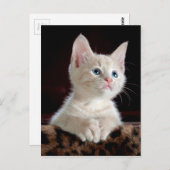 KITTEN: OPENBARE MOMENT ~ BRIEFKAART (Voorkant / Achterkant)