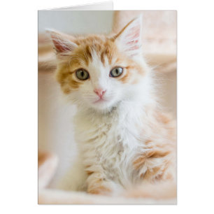 Kitten orange et blanc