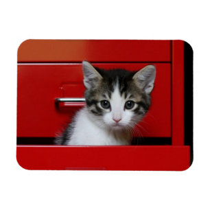 Kitten Peking Magneet