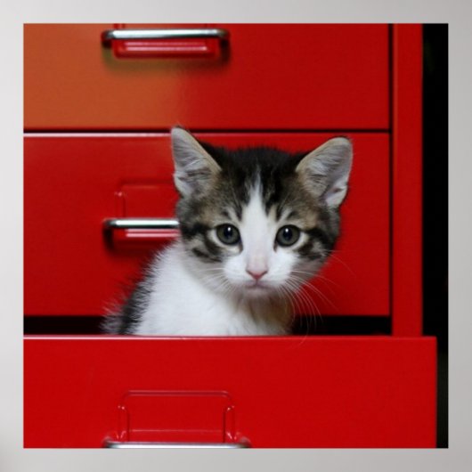 Kitten Peking Poster (Voorkant)