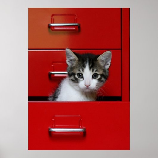 Kitten Peking Poster (Voorkant)