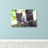 Kitten Photo Baby Chat Impression simple (Insitu (Plancher de Bois))