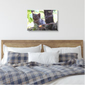 Kitten Photo Baby Chat Impression simple (Insitu(Chambre))