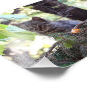 Kitten Photo Kodak Professional Photo (Coin)