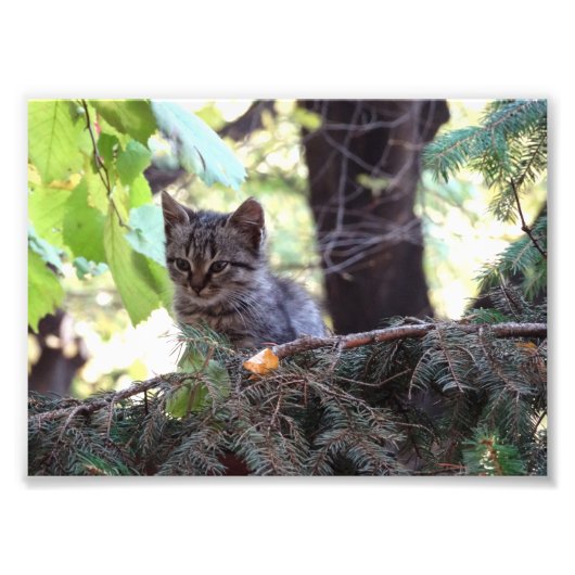 Kitten Photo Kodak Professional Photo (Devant)