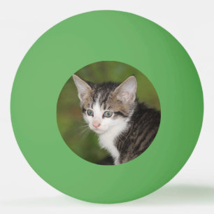 Kitten Pingpongballen