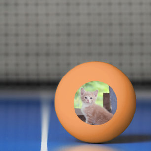 Kitten Pingpongballen