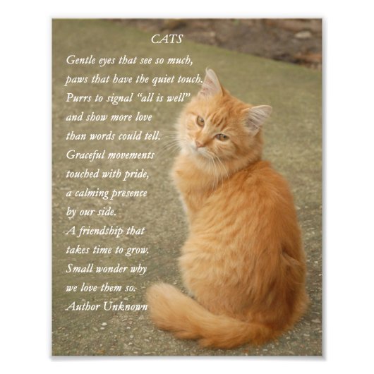 Kitten Poem Cute Oranje Cat Foto Afdruk (Voorkant)