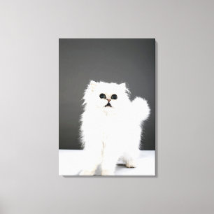 Kitten Portrait Canvas Afdruk