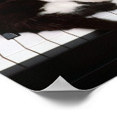 Kitten Poster (Coin)