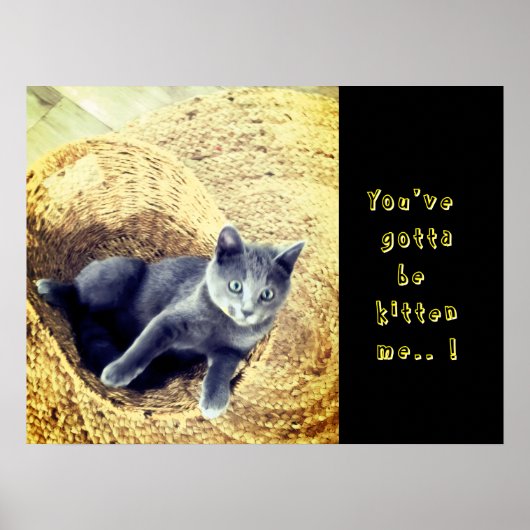 Kitten poster (Voorkant)